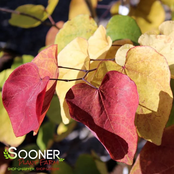 FLAME THROWER® REDBUD 2 FLAME THROWER® REDBUD - Image 2