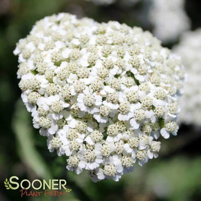 FIREFLY DIAMOND YARROW 1 FIREFLY DIAMOND YARROW