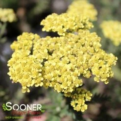 FIREFLY SUNSHINE YARROW -Deals Gardenith Store DETA3 4093