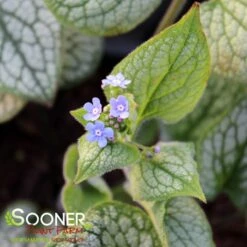 QUEEN OF HEARTS BRUNNERA -Deals Gardenith Store DETA3 4100