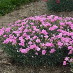 FRUIT PUNCH® SWEETIE PIE DIANTHUS -Deals Gardenith Store DETA3 4105