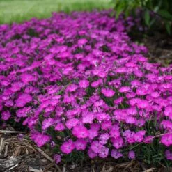 PAINT THE TOWN FUCHSIA DIANTHUS -Deals Gardenith Store DETA3 4106