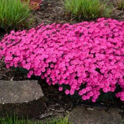 PAINT THE TOWN MAGENTA DIANTHUS -Deals Gardenith Store DETA3 4107