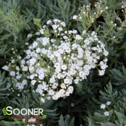FESTIVAL STAR® BABY'S BREATH -Deals Gardenith Store DETA3 4112