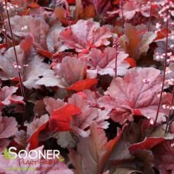 PRIMO® MAHOGANY MONSTER CORAL BELLS -Deals Gardenith Store DETA3 4125