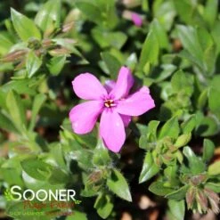 MAGENTA SPRITE HYBRID SPRING PHLOX -Deals Gardenith Store DETA3 4156