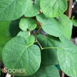 VANILLA TWIST WEEPING REDBUD -Deals Gardenith Store DETA3 4215