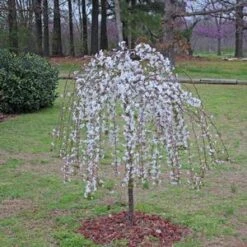 SNOW FOUNTAIN WEEPING FLOWERING CHERRY -Deals Gardenith Store DETA3 433