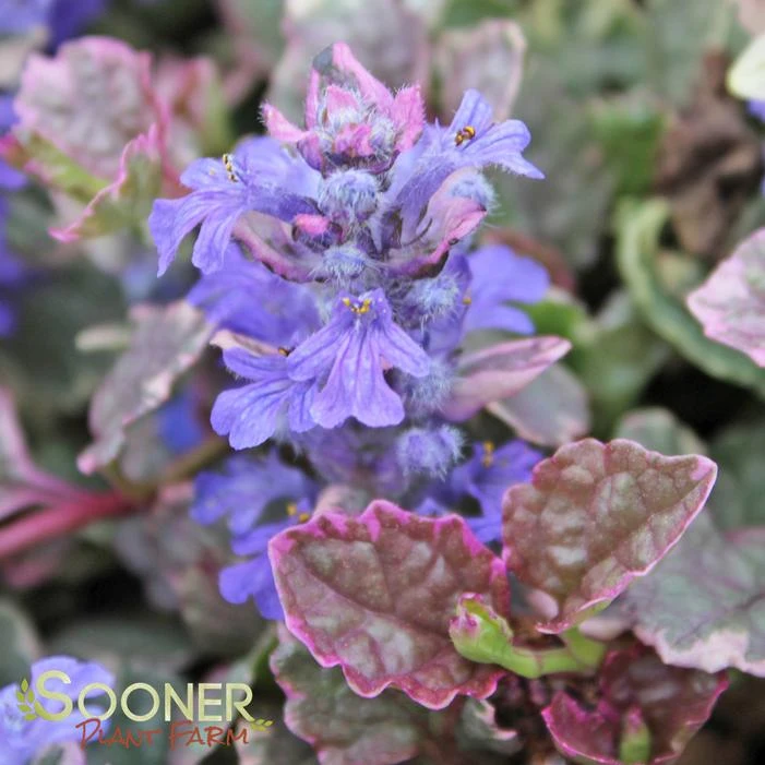 BURGUNDY GLOW AJUGA 3 BURGUNDY GLOW AJUGA - Image 3