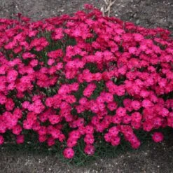 PAINT THE TOWN RED DIANTHUS -Deals Gardenith Store DETA3 4548