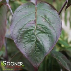 SUPER PRINCESS DOGWOOD -Deals Gardenith Store DETA3 4699