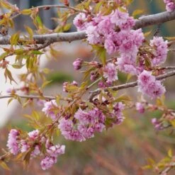 WEEPING EXTRAORDINAIRE™ FLOWERING CHERRY -Deals Gardenith Store DETA3 4734