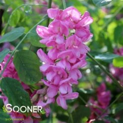 PURPLE ROBE™ BLACK LOCUST -Deals Gardenith Store DETA3 4741