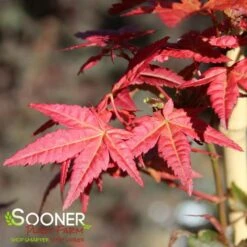 BENI MAIKO UPRIGHT JAPANESE MAPLE -Deals Gardenith Store DETA3 4895