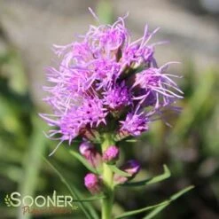 KOBOLD GAYFEATHER -Deals Gardenith Store DETA3 503