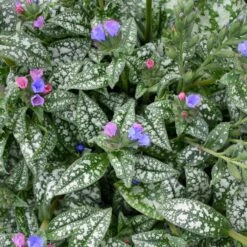 PINK-A-BLUE LUNGWORT -Deals Gardenith Store DETA3 5079