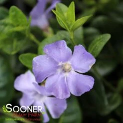 BOWLES VINCA -Deals Gardenith Store DETA3 510