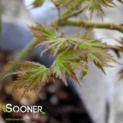 CHIRIMEN NISHIKI UPRIGHT JAPANESE MAPLE -Deals Gardenith Store DETA3 5137