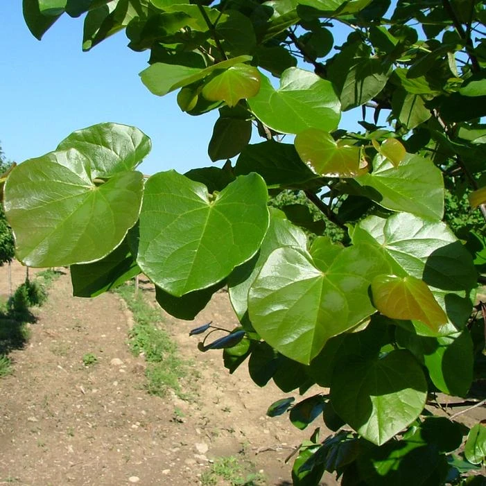 LUSCIOUS LAVENDER™ REDBUD 2 LUSCIOUS LAVENDER™ REDBUD - Image 2