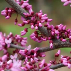 MIDNIGHT EXPRESS® REDBUD -Deals Gardenith Store DETA3 5287
