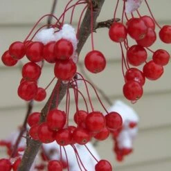 SWEET SUGAR TYME® CRABAPPLE -Deals Gardenith Store DETA3 5288