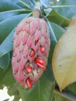 SOUTHERN MAGNOLIA -Deals Gardenith Store DETA3 53