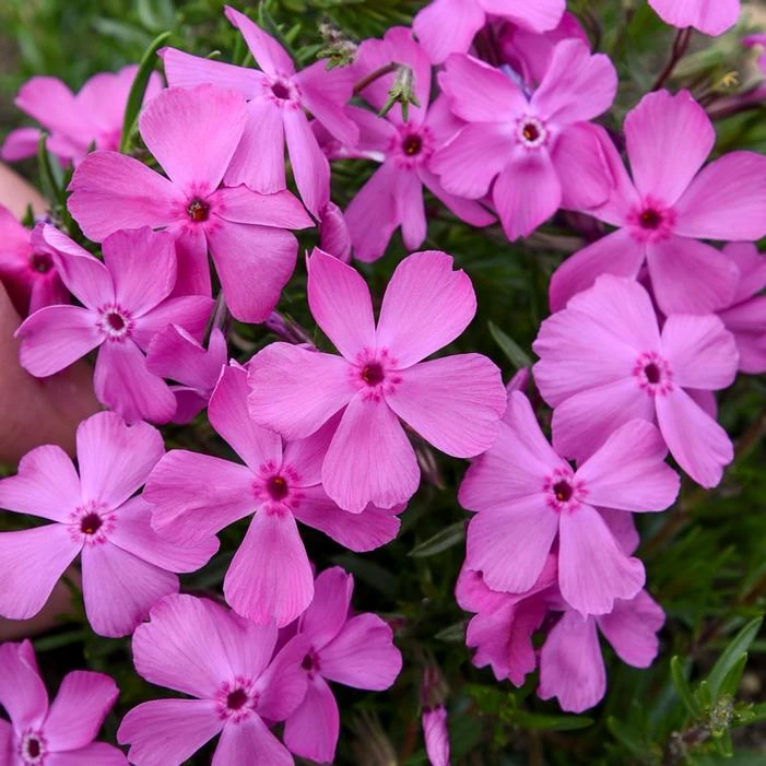 DRUMMOND'S PINK CREEPING PHLOX 1 DRUMMOND'S PINK CREEPING PHLOX