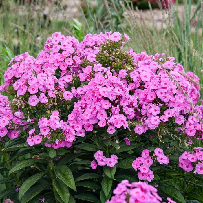 LUMINARY® PRISMATIC PINK GARDEN PHLOX 2 LUMINARY® PRISMATIC PINK GARDEN PHLOX - Image 2