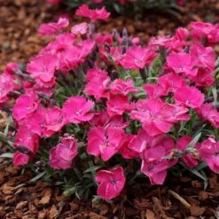 VIVID™ BRIGHT LIGHT DIANTHUS -Deals Gardenith Store DETA3 5410