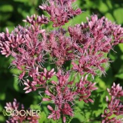 LITTLE JOE JOE PYE WEED -Deals Gardenith Store DETA3 543
