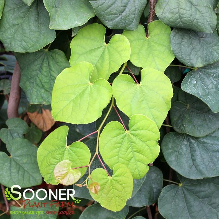 GREEN MACHINE WEEPING REDBUD 2 GREEN MACHINE WEEPING REDBUD - Image 2