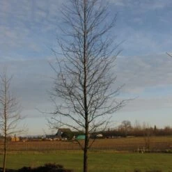 AFTERBURNER® BLACKGUM 5 AFTERBURNER® BLACKGUM -Deals Gardenith Store DETA3 5455