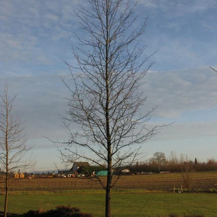 AFTERBURNER® BLACKGUM 3 AFTERBURNER® BLACKGUM - Image 3