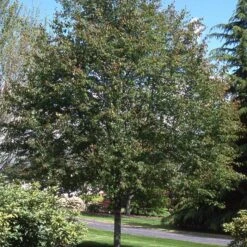 SPRING FLURRY® SERVICEBERRY -Deals Gardenith Store DETA3 5469