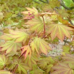 MORNING STARBURST™ VINE MAPLE -Deals Gardenith Store DETA3 5478