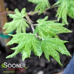 KUMOI NISHIKI FULL MOON UPRIGHT JAPANESE MAPLE