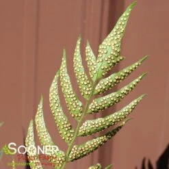 JURASSIC™ STEGOSAURUS JAPANESE HOLLY FERN 5 JURASSIC™ STEGOSAURUS JAPANESE HOLLY FERN -Deals Gardenith Store DETA3 5564