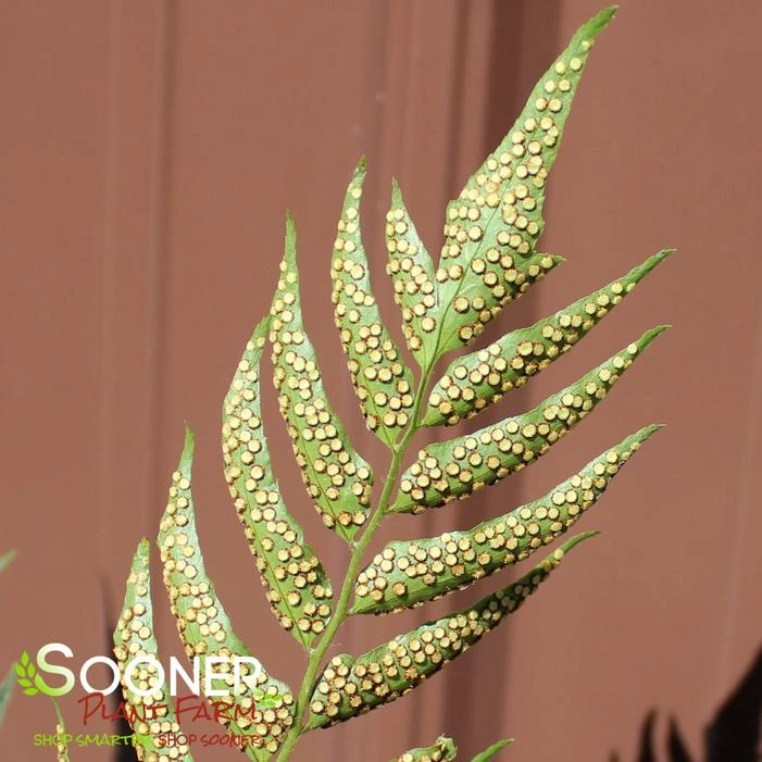 JURASSIC™ STEGOSAURUS JAPANESE HOLLY FERN 3 JURASSIC™ STEGOSAURUS JAPANESE HOLLY FERN - Image 3