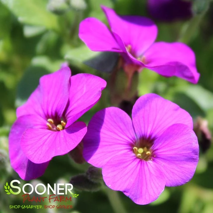 ROCK ON PURPLE ROCK CRESS 2 ROCK ON PURPLE ROCK CRESS - Image 2