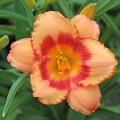 STRAWBERRY CANDY DAYLILY 7 STRAWBERRY CANDY DAYLILY -Deals Gardenith Store DETA3 568