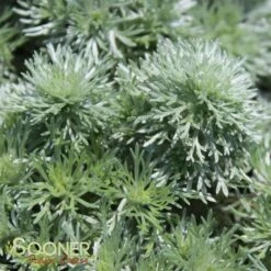 SILVER MOUND WORMWOOD -Deals Gardenith Store DETA3 587