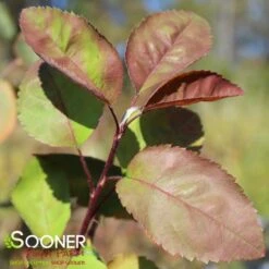 AUTUMN BRILLIANCE® SERVICEBERRY -Deals Gardenith Store DETA3 6