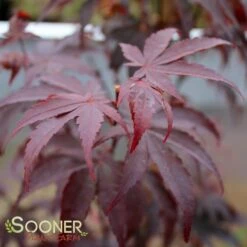 BLOODGOOD UPRIGHT JAPANESE MAPLE -Deals Gardenith Store DETA3 60