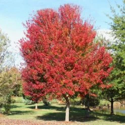 OCTOBER GLORY® RED MAPLE -Deals Gardenith Store DETA3 66