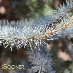 BLUE ATLAS CEDAR -Deals Gardenith Store DETA3 662