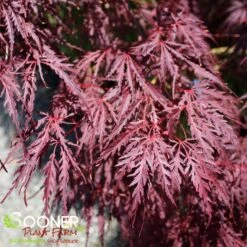 TAMUKEYAMA WEEPING JAPANESE MAPLE -Deals Gardenith Store DETA3 693