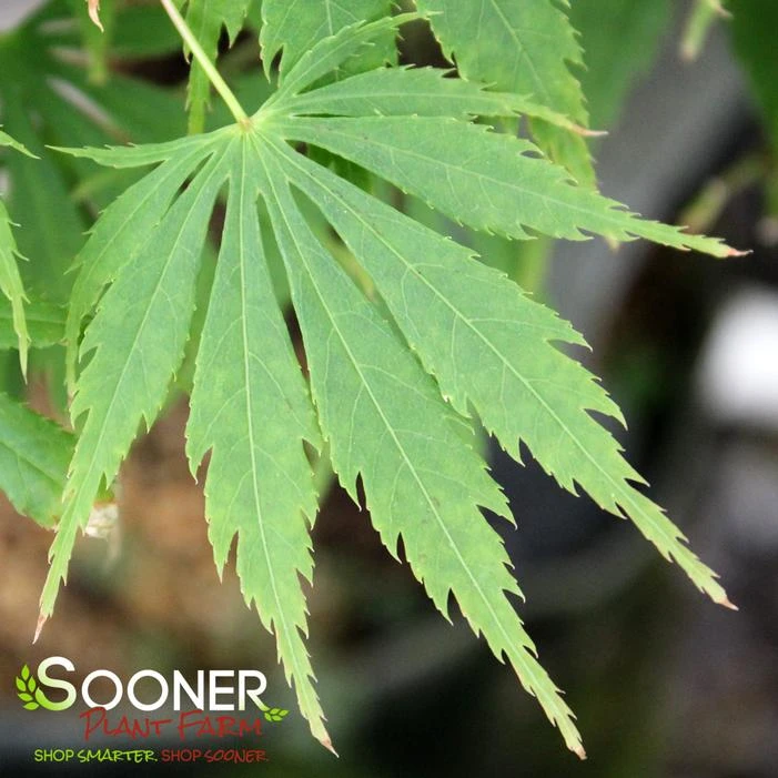 OMURA YAMA UPRIGHT JAPANESE MAPLE 4 OMURA YAMA UPRIGHT JAPANESE MAPLE - Image 4