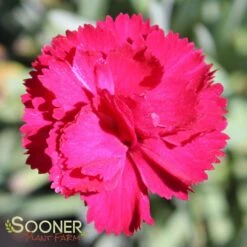 FROSTY FIRE DIANTHUS 8 FROSTY FIRE DIANTHUS -Deals Gardenith Store DETA3 732