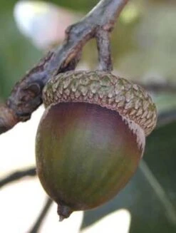 NORTHERN RED OAK -Deals Gardenith Store DETA3 86