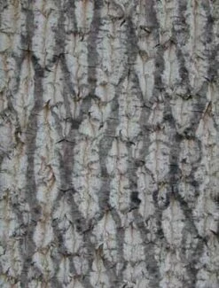 TULIP TREE -Deals Gardenith Store DETA4 109